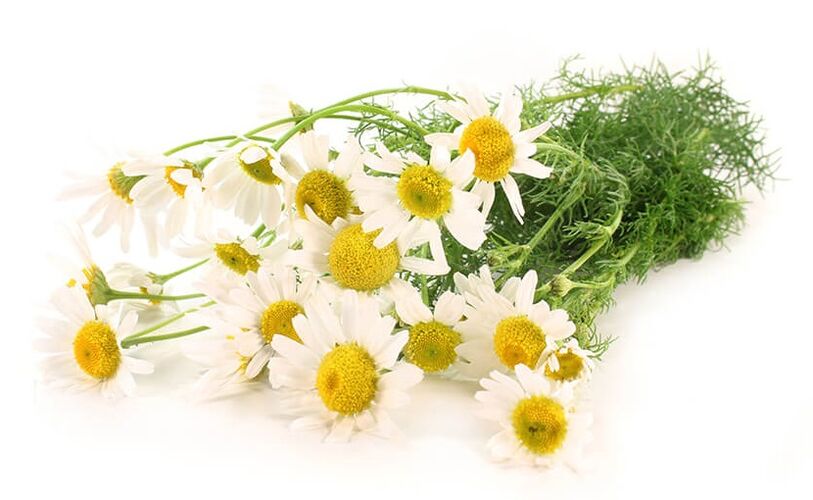 Chamomile is part of the Gelarex